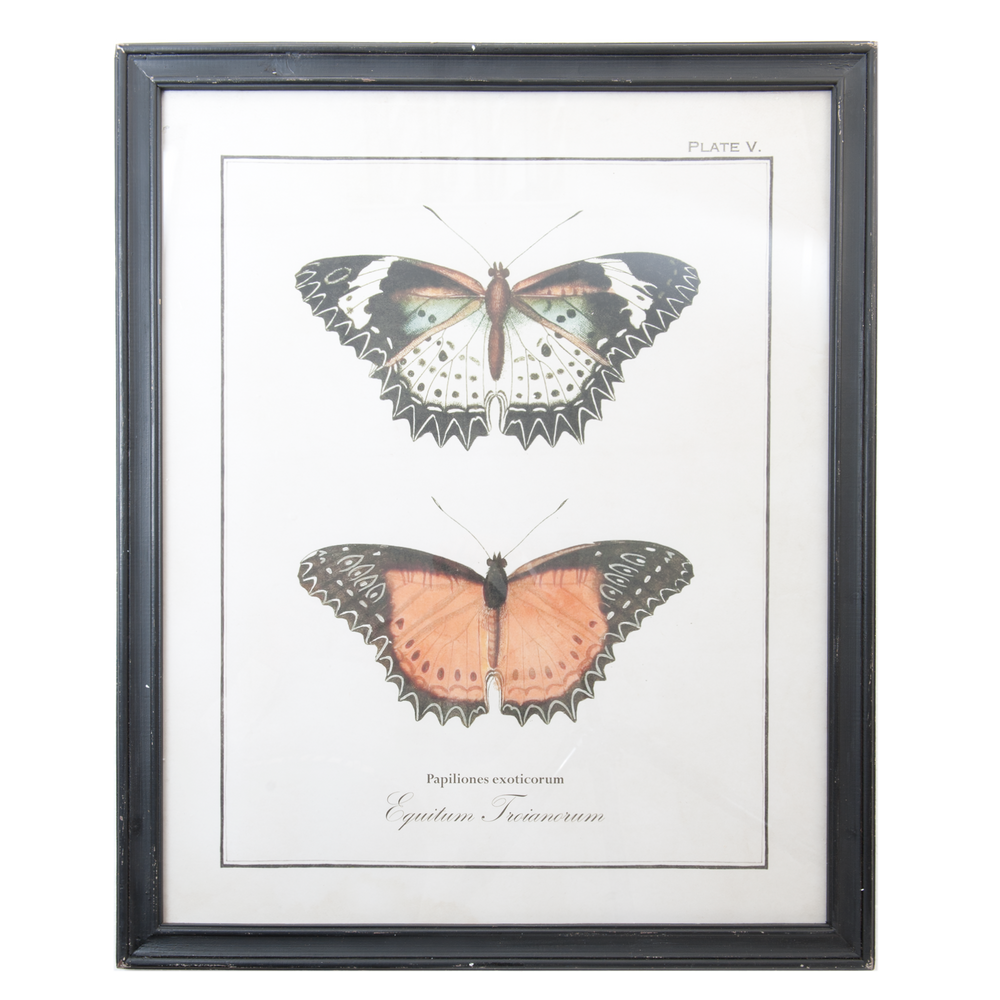 Vintage Print Twee Vlinders in lijst 65 x 80 cm