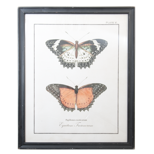 Vintage Print Twee Vlinders in lijst 65 x 80 cm
