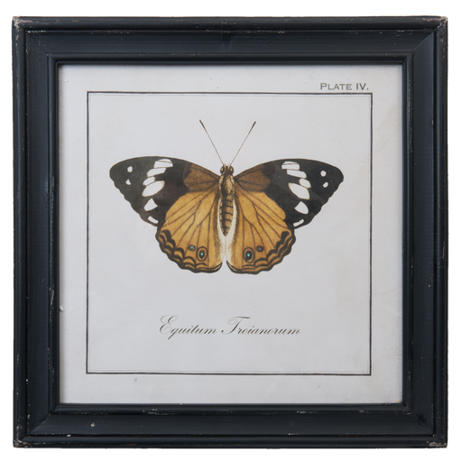 Vintage Print Vlinder "Equitum Troianorum" 38 x 38 cm - geel