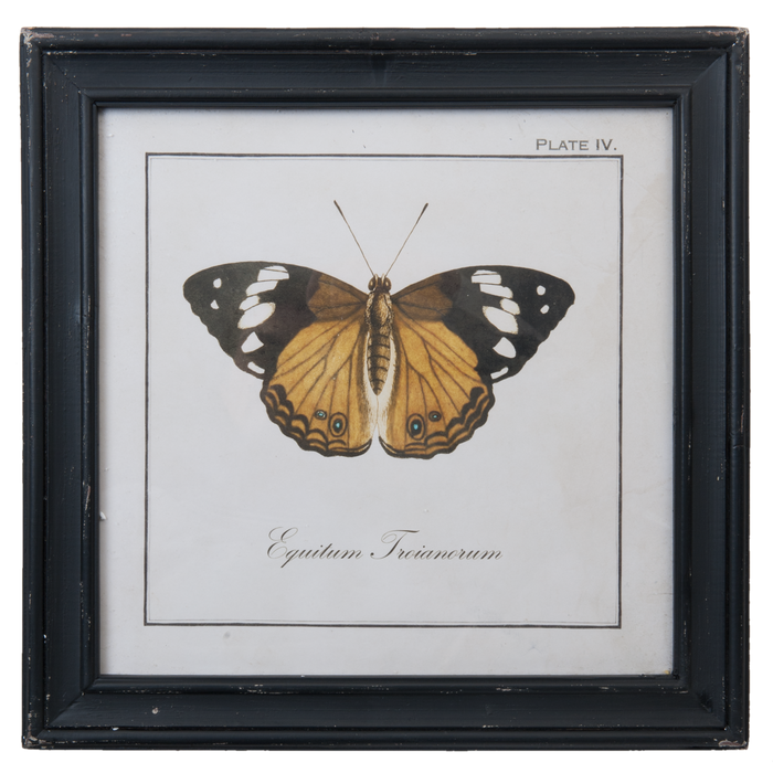 Vintage Print Vlinder "Equitum Troianorum" 38 x 38 cm - geel